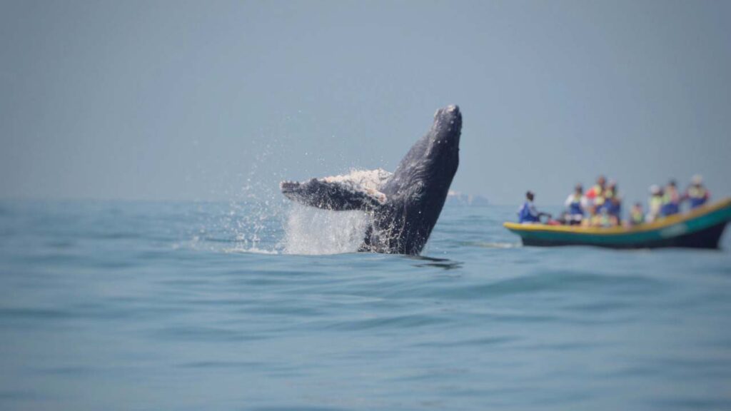 travesía la sierpe 2025, avistamiento de ballenas en Cali, cicloturismo Pacífico colombiano, travesía MTB Buenaventura, turismo ciclístico Colombia, Magic Bike Adventures travesía, senderos Pacífico Valle del Cauca.